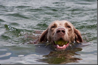 Phaja lernt Schwimmen